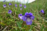 83 Fiori di pinguicola (pianta carnivora, insettivora)